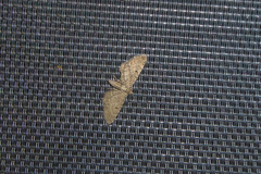 Eupithecia intricata