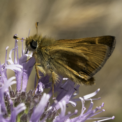 Ochlodes agricola