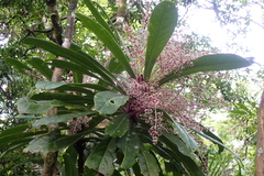 Phelline dumbeensis