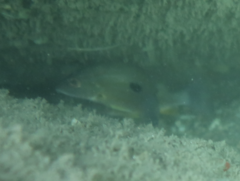 Lutjanus fulviflamma