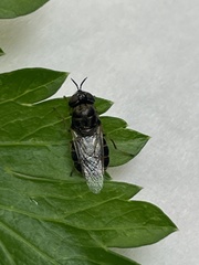 Odontomyia pubescens