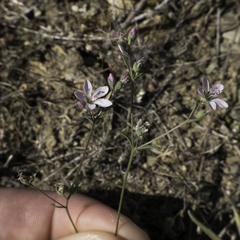 Hesperolinon congestum