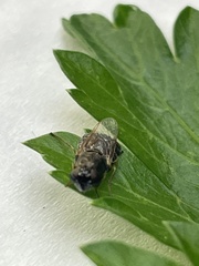 Odontomyia pubescens