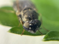 Odontomyia pubescens