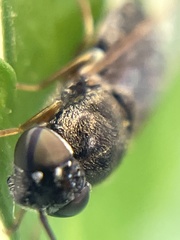 Odontomyia pubescens