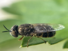Odontomyia pubescens