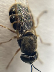 Odontomyia pubescens