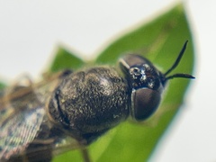 Odontomyia pubescens