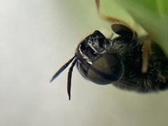Odontomyia pubescens
