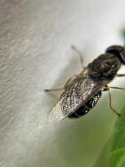 Odontomyia pubescens