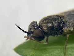 Odontomyia pubescens