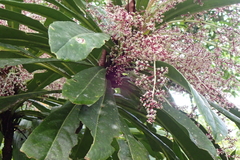 Phelline dumbeensis