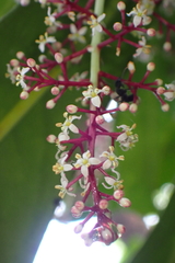 Phelline dumbeensis