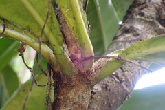 Phelline dumbeensis