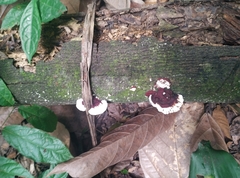 Earliella