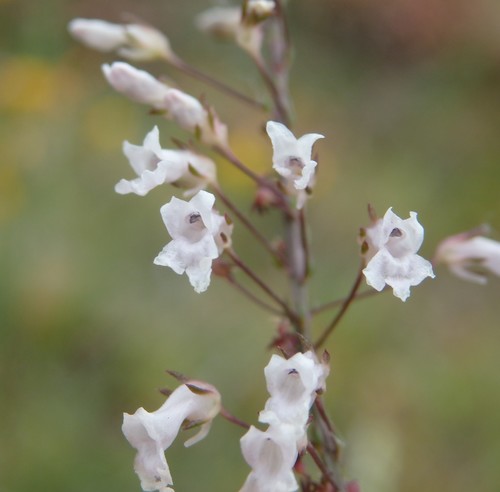 Anarrhinum longipedicellatum (Anarrhinum longipedicellatum)