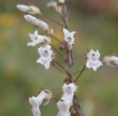Anarrhinum longipedicellatum