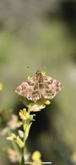 Muschampia baeticus