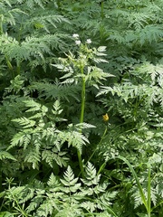 Anthriscus sylvestris