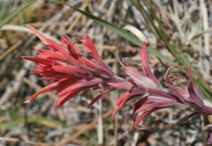 Castilleja gleasoni