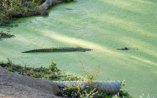 American Alligator photographed in California