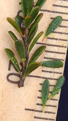 Image of Gaudium parvifolium by (c) Petra Holland, some rights reserved (CC BY)