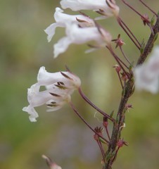 Anarrhinum longipedicellatum