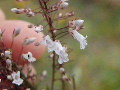 Anarrhinum longipedicellatum