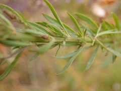 Anarrhinum longipedicellatum