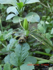 Peucetia formosensis