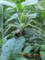 Peucetia formosensis