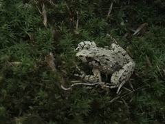 Pelodytes caucasicus