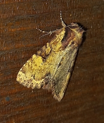 Apamea crenata
