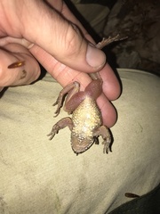 Pelodytes caucasicus