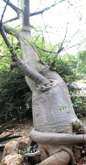 Adansonia digitata
