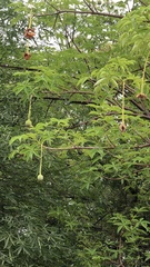 Adansonia digitata