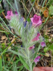 Echium albicans