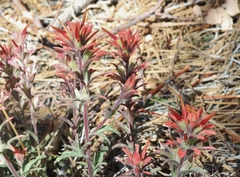 Castilleja gleasoni