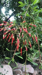 Fouquieria macdougalii