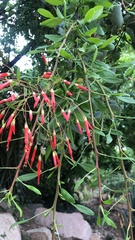 Fouquieria macdougalii