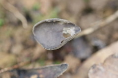 Helvella fibrosa