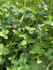 Trifolium pratense