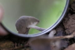 Helvella fibrosa