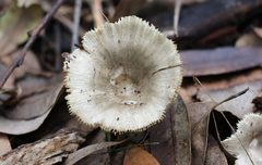 Russula iterika