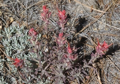 Castilleja gleasoni