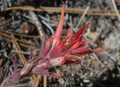 Castilleja gleasoni