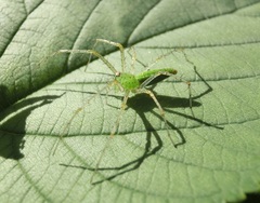 Peucetia formosensis