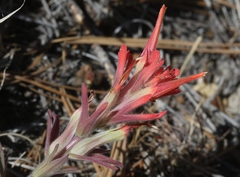 Castilleja gleasoni