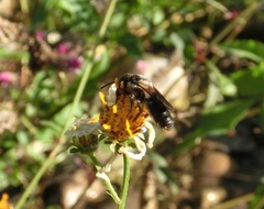 Megachile disjunctiformis