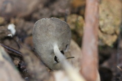 Helvella fibrosa